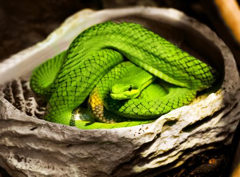 A close-up view of a green snake