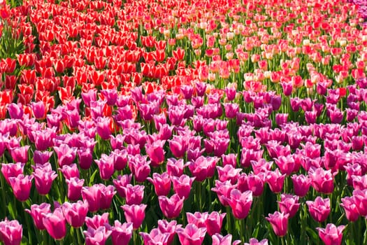 spring flowers bloom field of tulips