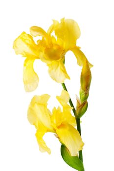 Nature yellow iris flower isolated on white background