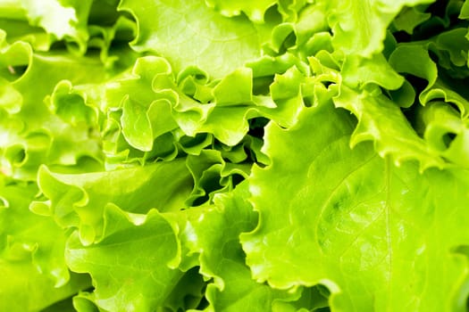 green lettuce salad close up background
