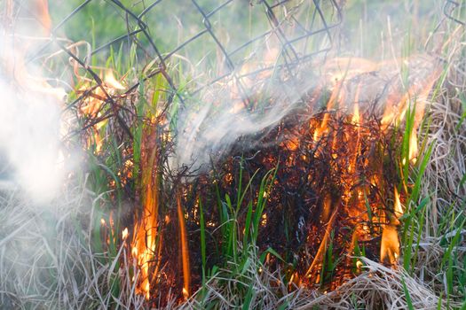 Grass garden on fire nature background