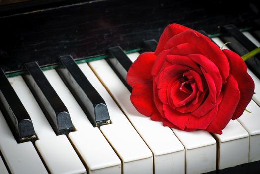 Retro piano keyboard and red rose closeup