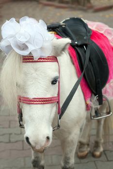 Bride ponies wedding fun