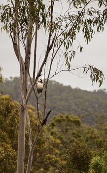 Australian bush scene with a kookaburra in a gum tree