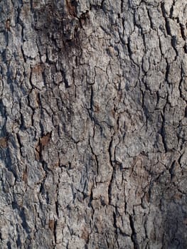 Grey bark texture background of tree trunk