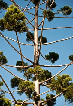 Australian native tree bunya pine with blue sky