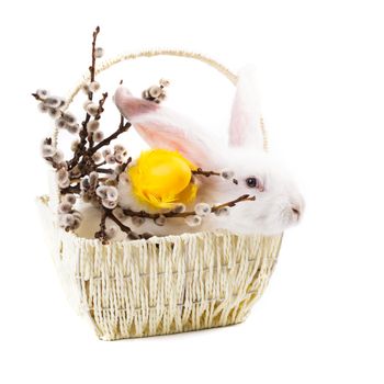 White rabbit in a basket, easter greetings