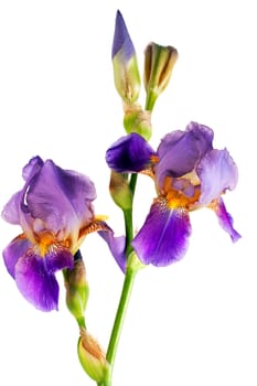 iris flower isolated on white background