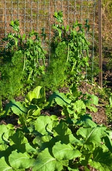 Spring time healthy green vegetables in organic garden peas and boc choy
