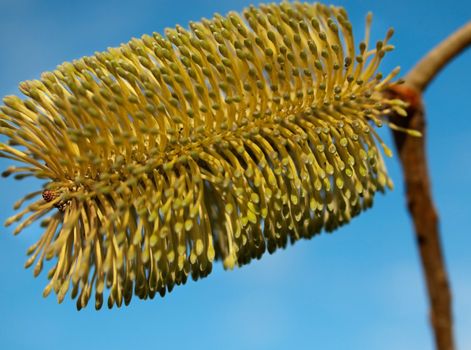 Banksia flower against a blue sky