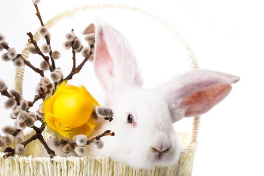 White rabbit in a basket, easter greetings