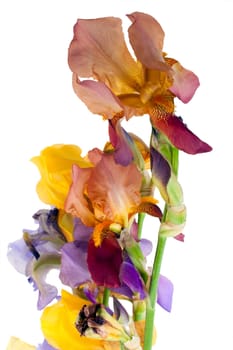 iris flower isolated on white background
