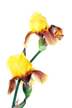 Nature yellow iris flower isolated on white background