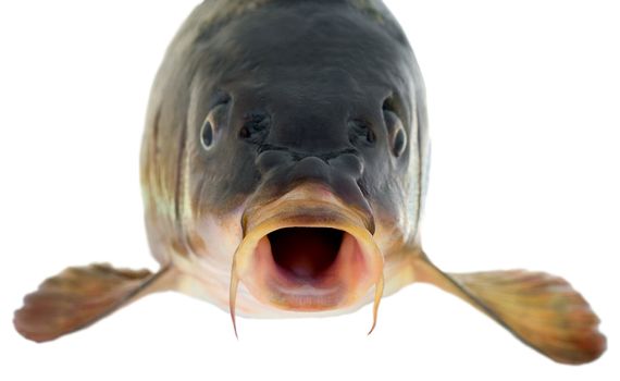 Common carp head isolated on white background