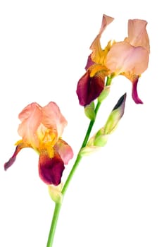Nature orange iris flower isolated on white background