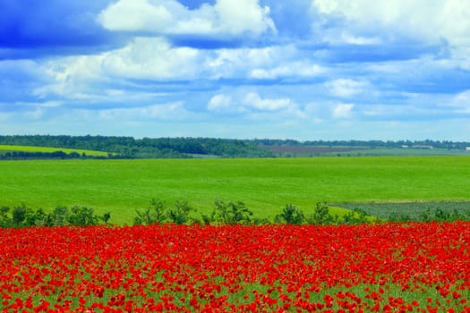 field of red poppies on a background blue sky
