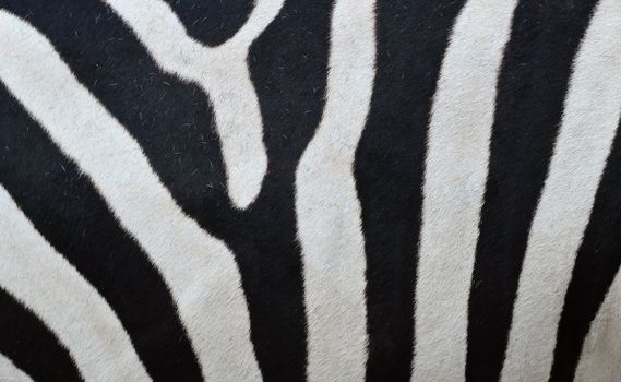 Pattern of a zebra skin background