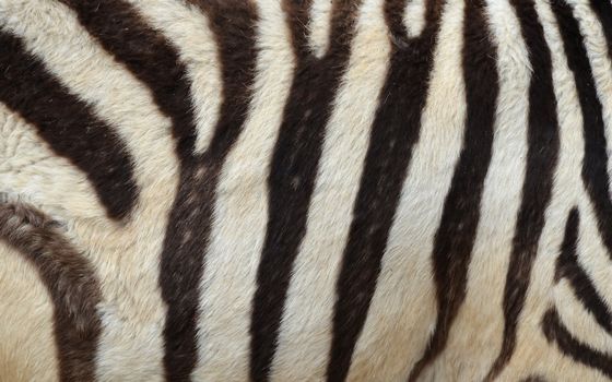 Pattern of a zebra skin background