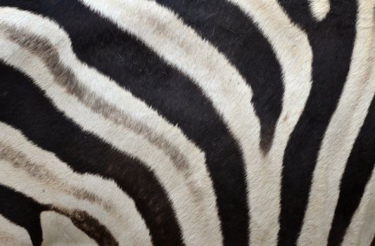 Pattern of a zebra skin background