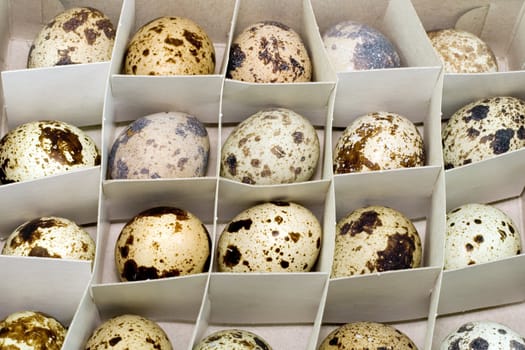 egg femail quail in box