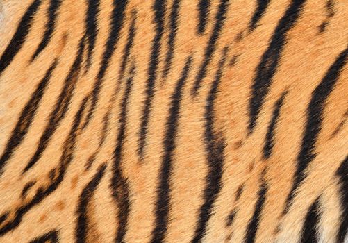 texture of real tiger skin