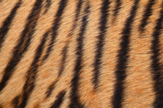 texture of real tiger skin