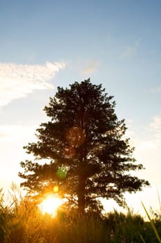 morning sun rays in branch tree