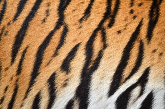 texture of real tiger skin