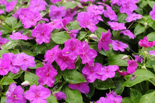 The garden is decorated with pink flowers.