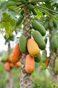 Bunch of papayas hanging from the tree 