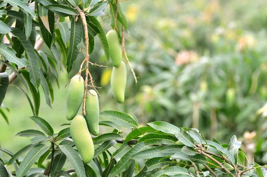 green mangoes hanging on a tree 