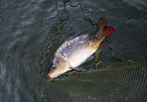 big carp in landing-net background