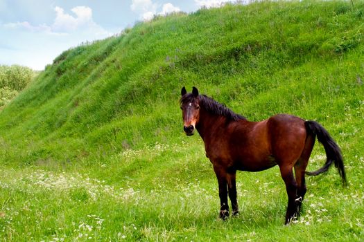 Horse grazing in pasture
