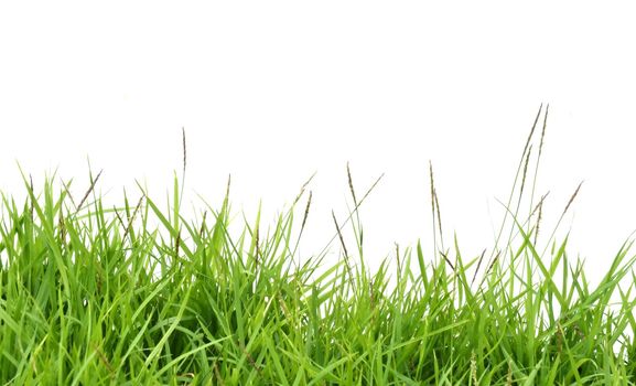 fresh spring green grass isolated on white background