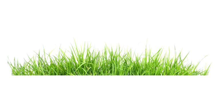 fresh spring green grass isolated on white background