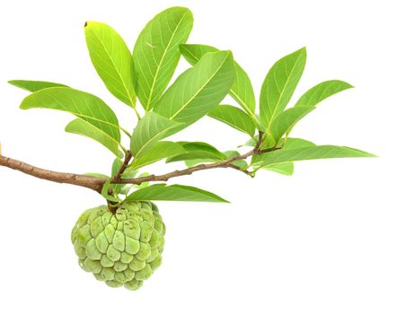 Custard Apple Isolated on White Background 