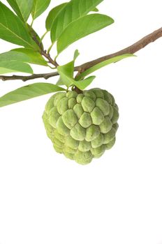 Custard Apple Isolated on White Background 