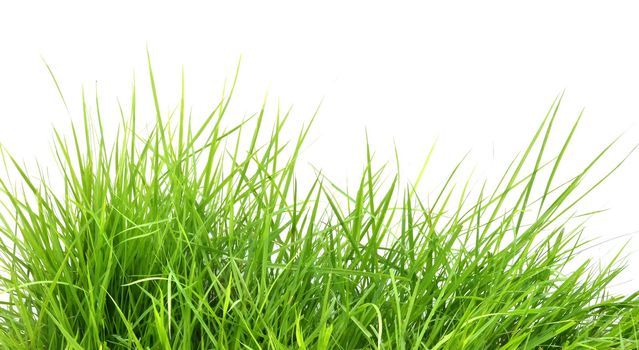 fresh spring green grass isolated on white background 
