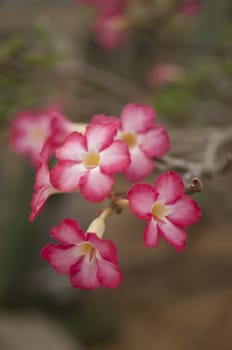 The garden is decorated with pink flowers.