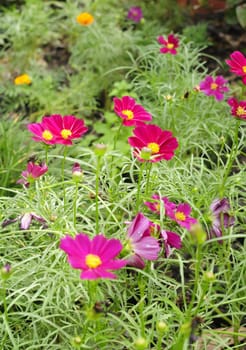 The garden is decorated with pink flowers.