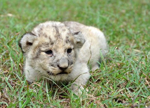 baby lion in chiang mai night safari