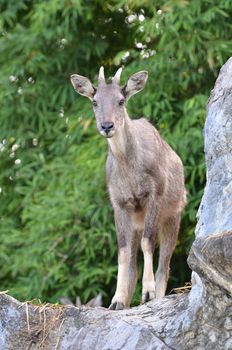 goral in chiang mai night safari, thailand