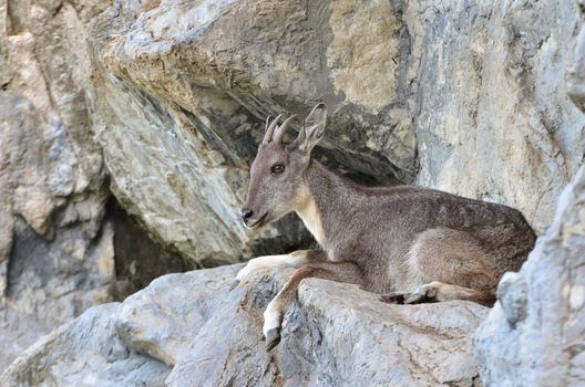 goral in chiang mai night safari, thailand