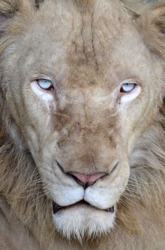 male white lion in chiang mai night safari thailand