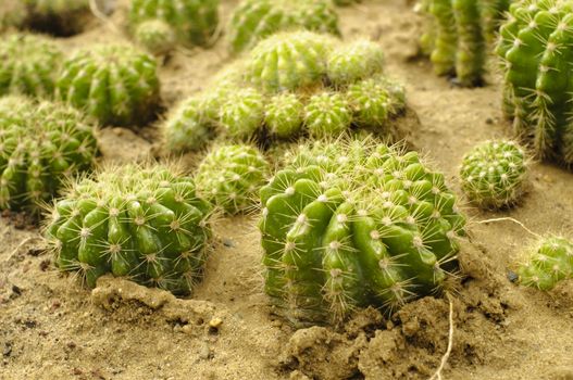 Cactus plants in the summer.