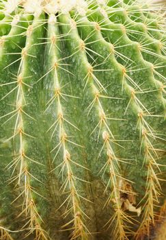 Cactus spines that are taken close to the obvious.