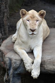 female white lion in chiang mai night safari thailand