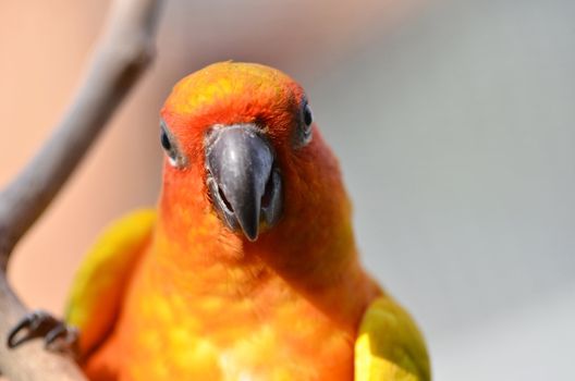 Sun Conure Parrot on a Tree Branch