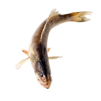 pike perch isolated on white background.