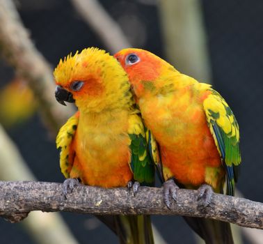 Sun Conure Parrot on a Tree Branch